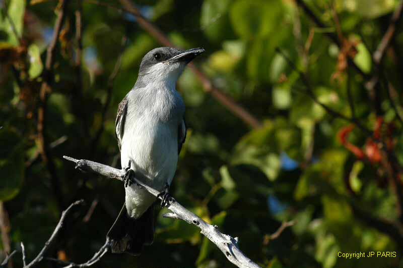Tyrannus dominicensis